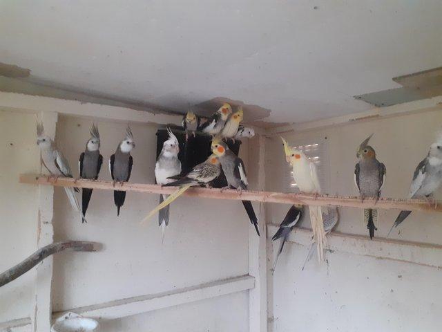 Preview of the first image of All aviary birds poultry and waterfowl rehomed.