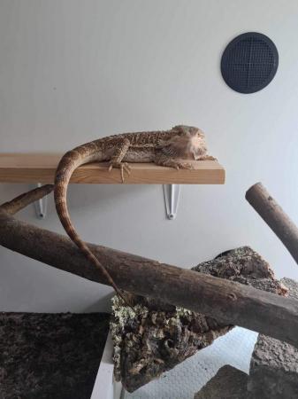 Image 2 of 9 month old bearded dragon and full setup available