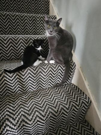 Image 3 of 1/2 Russian blue kittens