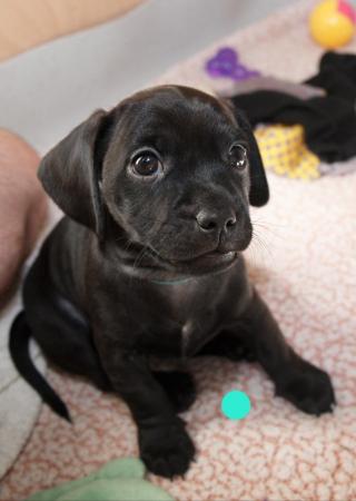 Image 16 of Daschund X Pug puppies Almost ready for homes