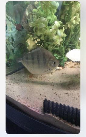 Image 5 of Juwel Trigon 190L corner fishtank+ fish