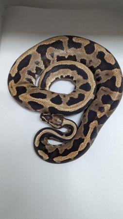 Image 3 of Whole collection of royal pythons for sale