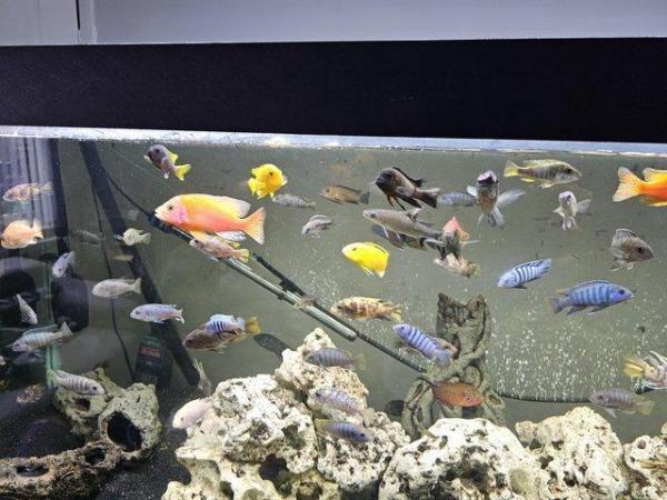 Image 1 of 6 foot clearseal fish tank 900L NO FISH
