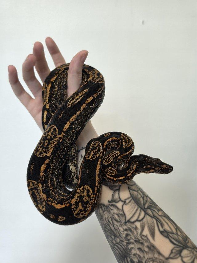 IMG Paradigm Arabesque Male Boa — Pets & Animals in Billericay