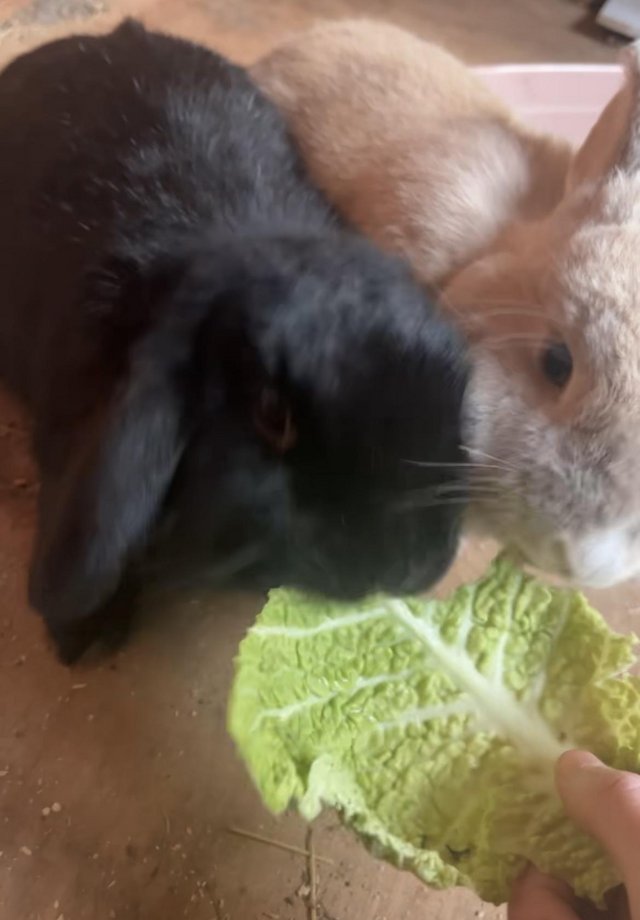 Preview of the first image of Bonded pair of rabbits looking for a new family.