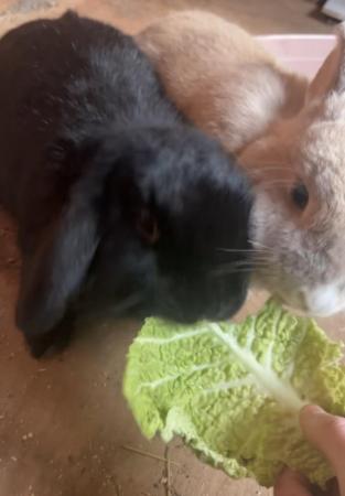 Image 1 of Bonded pair of rabbits looking for a new family