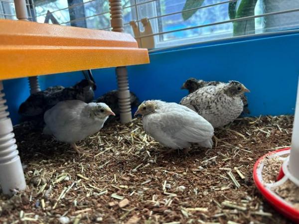 Image 1 of 7 Button Quails with Cage