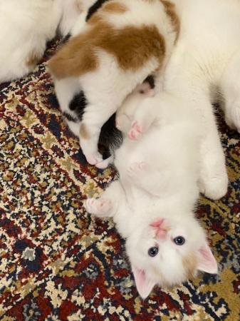 Image 10 of 4 adorable kittens- 4 weeks old (3 Left)