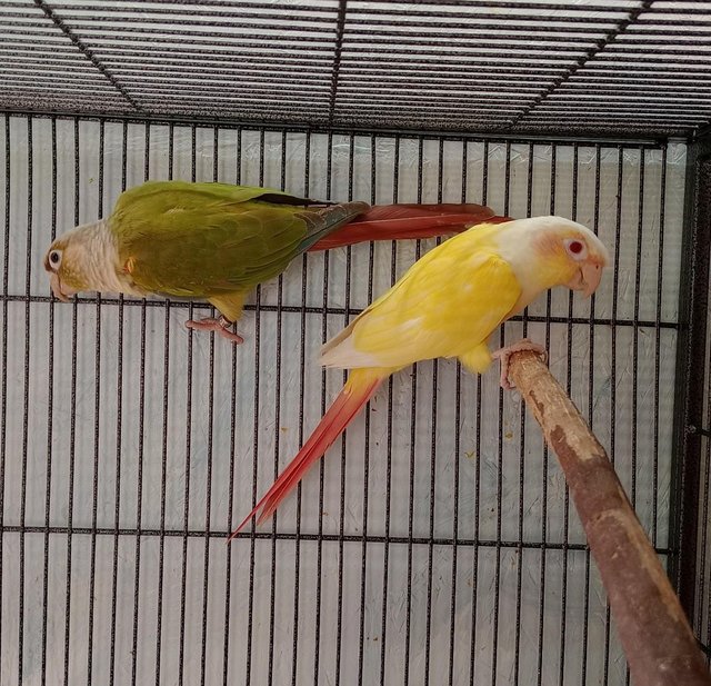 Preview of the first image of Conure breeding pair female lutino and split lutino male.