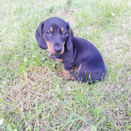 Image 14 of smooth hair black + tan mini dachshunds READY NOW