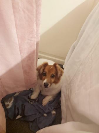 Image 6 of GUS IS A CAT FRIENDLY POM X JACK RUSSELL