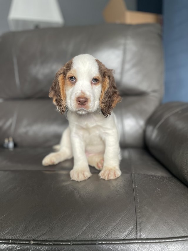 Preview of the first image of beautiful cocker spanielready now 1 boy left ready now.