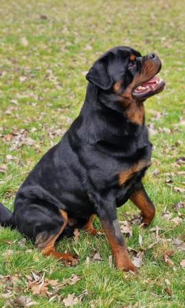 Image 4 of Gorgeous Rottweiler Pups KC Registered