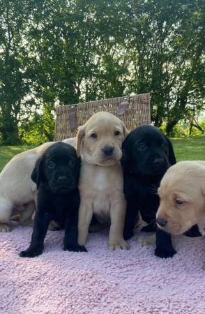 Image 6 of Beautiful kc Red and Black labrador puppies