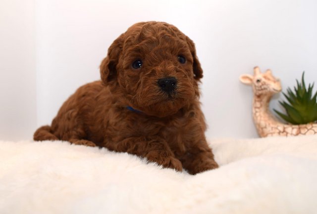 Image 6 of Cavapoo puppies stunning fox red babies available 5 april