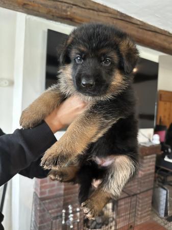 Image 2 of 5* KC REG German Shepherd puppies