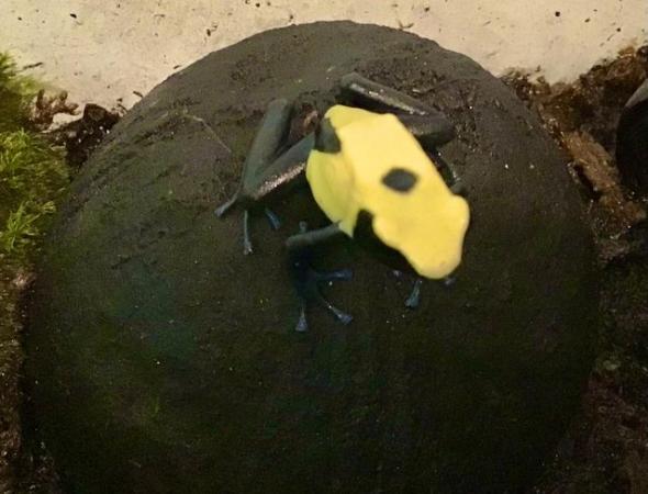 Image 5 of Dart Frog - Dendrobates tinctorious “Citronella”