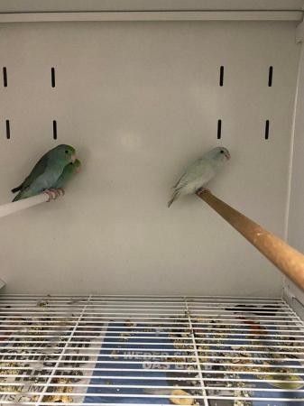 Image 10 of Baby celestial parrotlets ready for new homes