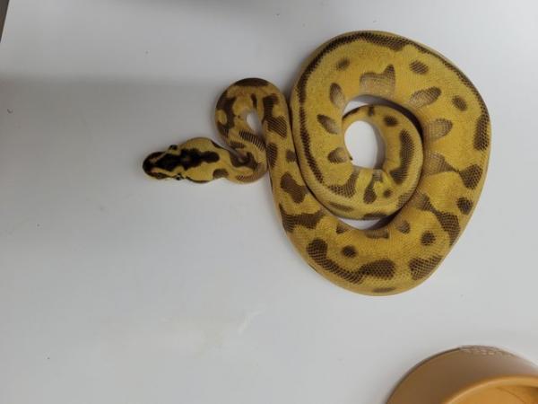 Image 5 of Cb23 female super pastel, leopard , enchi royal python