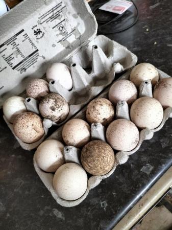 Image 1 of Fertile turkey eggs for sale