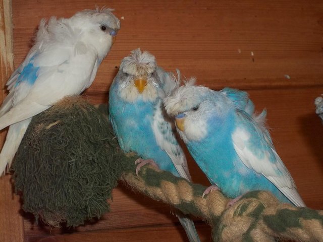 Hagoromo budgies clearance for sale