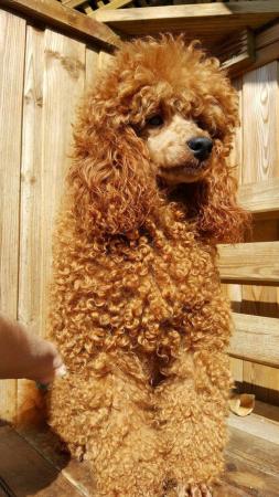Image 6 of RED KC REG TOY POODLE FOR STUD ONLY! HEALTH TESTED