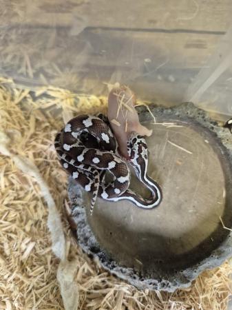 Image 16 of Baby anery Corn Snakes available