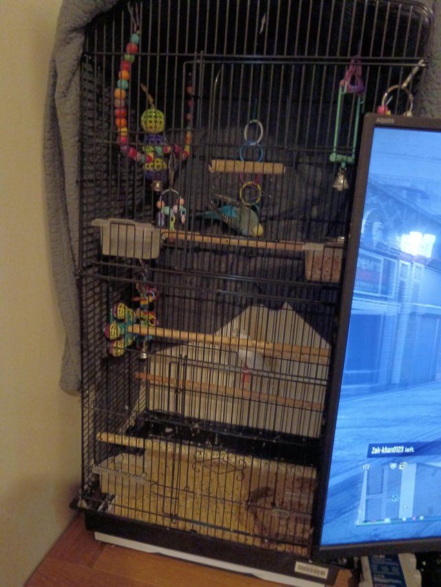 Preview of the first image of 17 month old breeding budgies and cage.