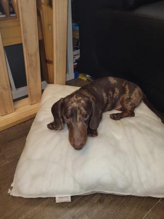 Image 14 of 2 lovely dapper dashhound puppy'sNEW PICS ON