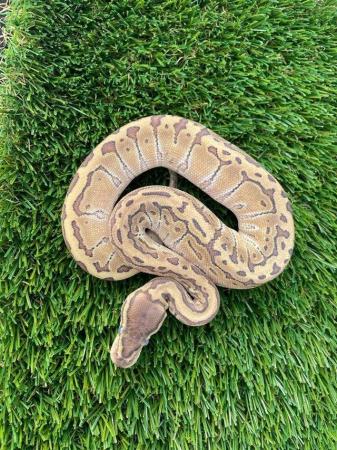 Image 4 of cb23 Male and female Royal pythons for sale
