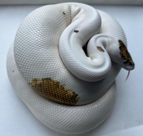Image 6 of REDUCED pied pinto enchi ( russo ) female ball python royal