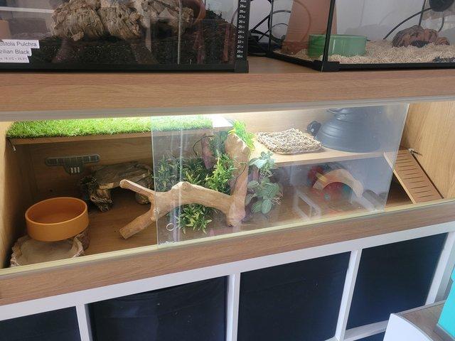 Preview of the first image of 4ft complete reptile vivarium.
