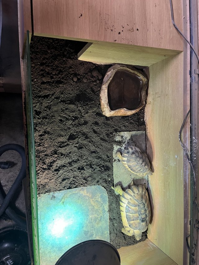 Marginated tortoises setup — photo 2 of 4