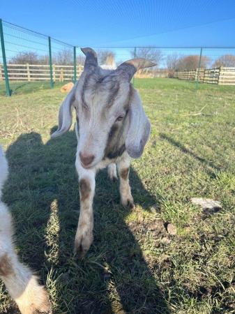 Image 2 of 6 month old male goats for sale