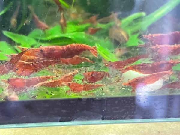 Image 2 of Yellow Golden Back, Bloody Mary & Deep Blue Cherry Shrimp