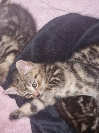 Image 2 of 4 cute, cuddly and affectionate tabby kittens