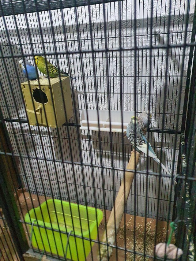 Preview of the first image of 2 pairs of Budgies for sale.