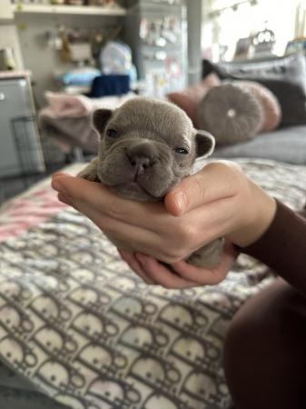 Image 32 of French bulldog Puppys quality litter PP avail