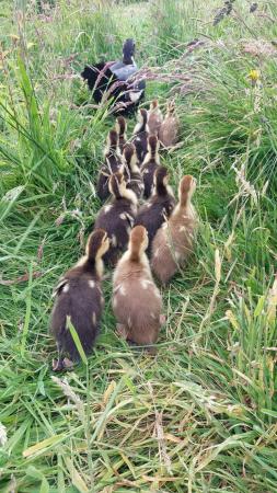 Image 2 of Off heat - Muscovy ducklings for sale