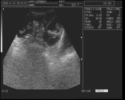 Image 3 of canine ultrasound scanning in your own home