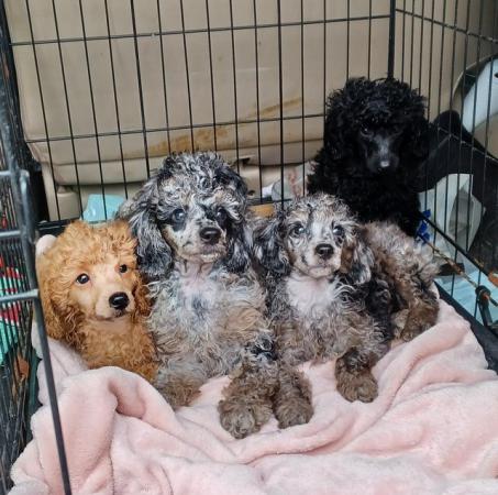 Image 2 of Miniature poodles ready to go microchip and vet checked
