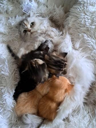 Image 4 of Persian cross kittens looking for their forever home