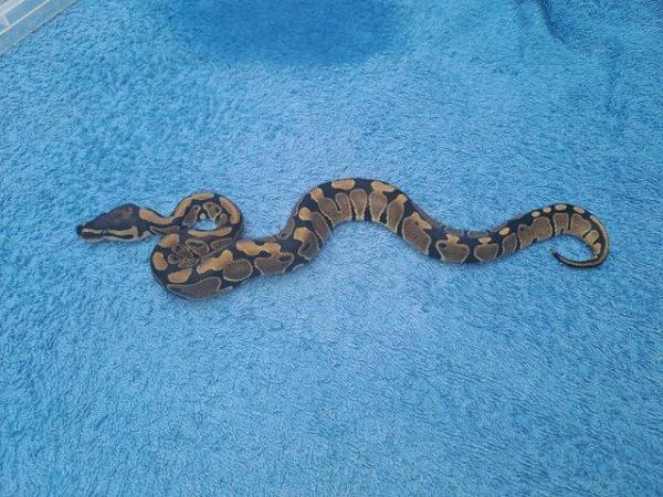 Image 3 of Royal python male baby cb23