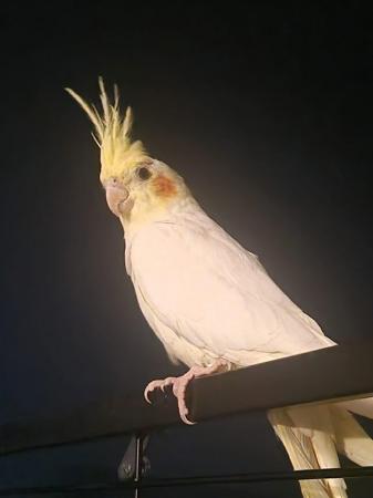 Image 4 of 2 bonded cockatiels male and female