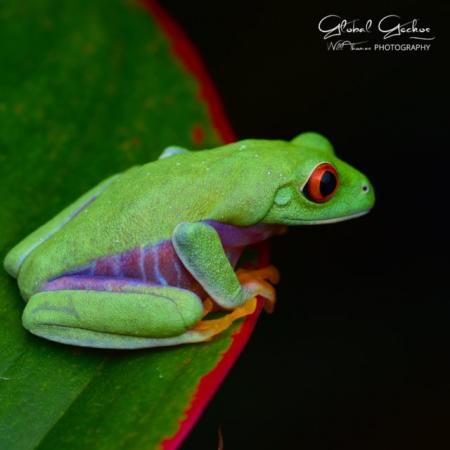 Image 4 of Global Geckos Available Reptile Stock List