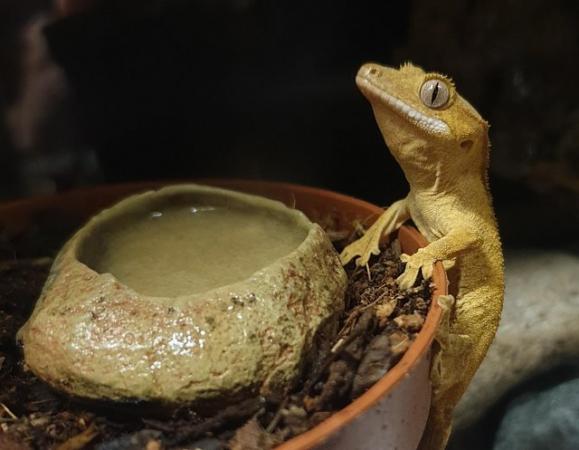 Image 2 of OMG Stunning Yellow Crested Gecko