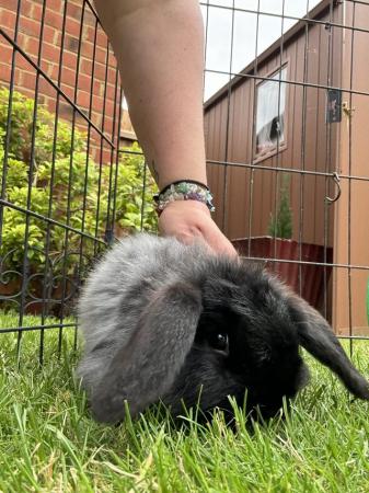 Image 9 of Male bunny for sale mini lop