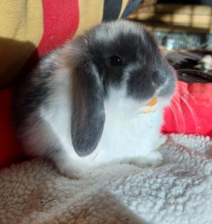 Image 5 of ALL SOLD Beautiful mini lop babies for sale