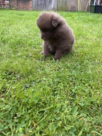 Image 7 of Ready now! Chocolate & sable Pomeranian puppies