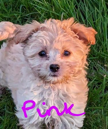 Image 10 of Gorgeous tiny Biewer Terrier x Poodle puppies (only 2 left)